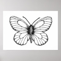 Black-veined white butterfly
