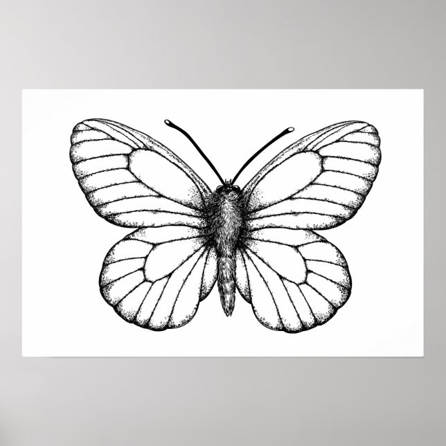 Black-veined white butterfly poster (Front)