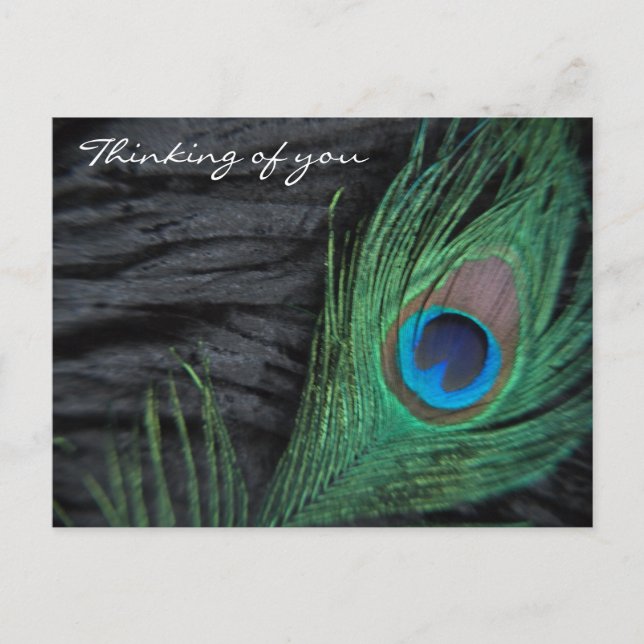 Black Velvet Peacock Feather Still Life Photograph Postcard (Front)