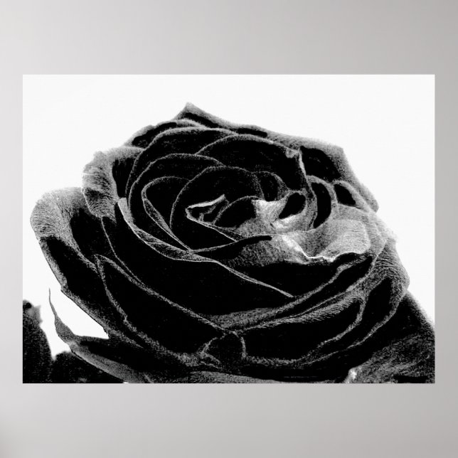black Velvet Poster (Front)