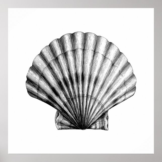 Black Vintage SeaShell Pilgrim Mussel Illustration Poster (Front)