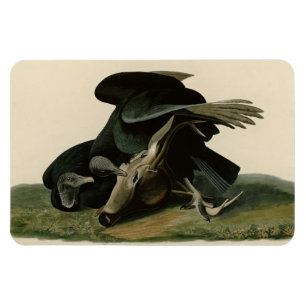 Black Vulture, from Audubon's Birds of America Magnet