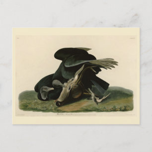 Black Vulture, from Audubon's Birds of America Postcard