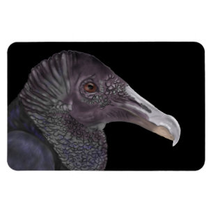 Black Vulture Illustration Magnet