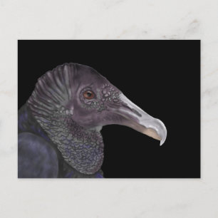 Black Vulture Illustration Postcard