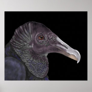 Black Vulture Illustration Poster