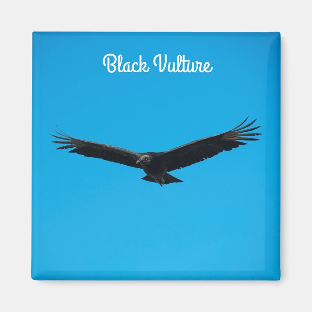 Black Vulture Magnet (Front)
