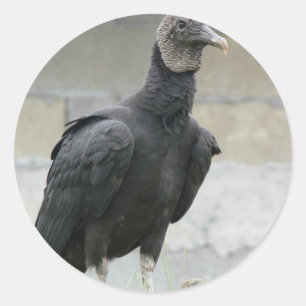 Black Vulture On The Hill Classic Round Sticker