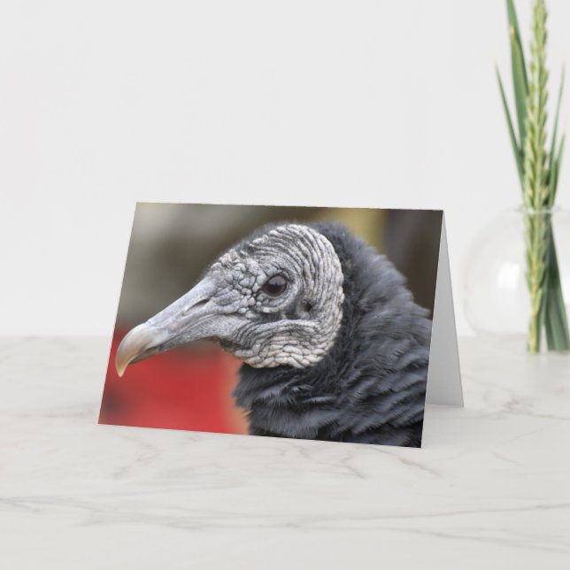 Black Vulture Photograph Card (Front)