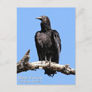 Black Vulture Postcard