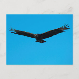 Black Vulture Postcard