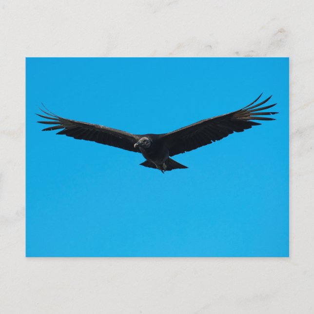 Black Vulture Postcard (Front)