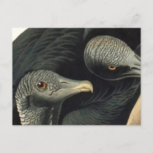 Black Vultures, John James Audubon Postcard