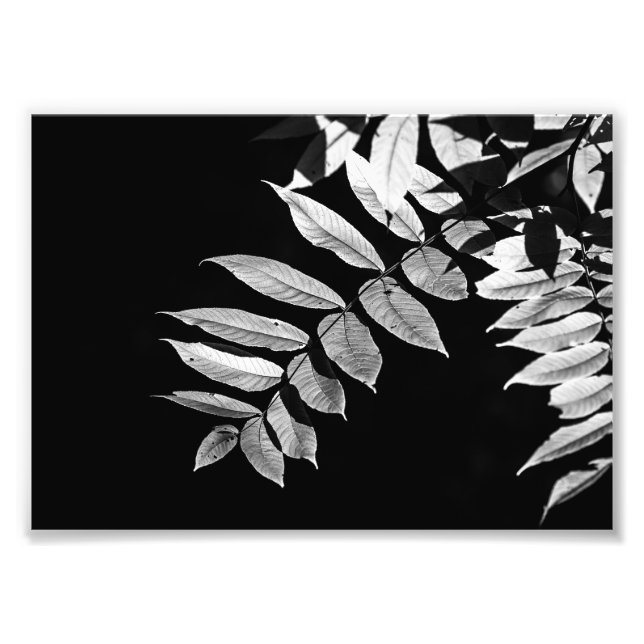 Black Walnut Leaves in Black and White Photo Print (Front)