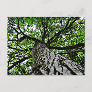 Black Walnut Trunk and Branches Postcard