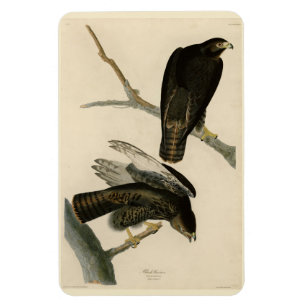 Black Warrior (Red-tailed Hawk) from Audubon Birds Magnet