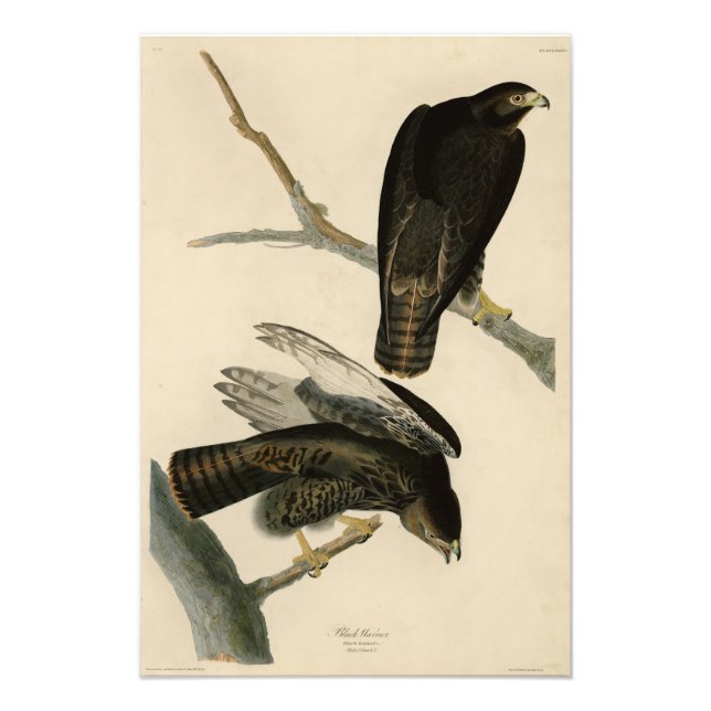 Black Warrior (Red-tailed Hawk) from Audubon Birds Photo Print (Front)