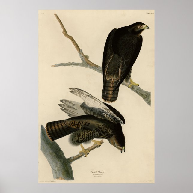 Black Warrior (Red-tailed Hawk) from Audubon Birds Poster (Front)