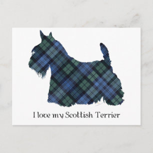 Black Watch Tartan Scottish Terrier Postcard