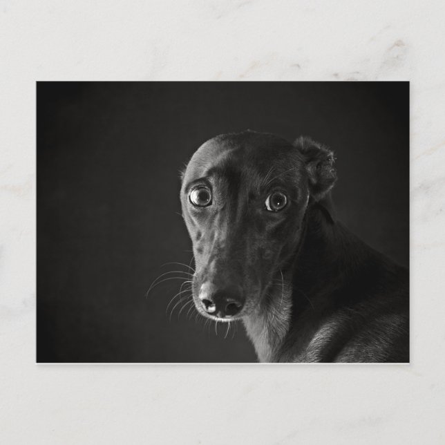 Black whippet postcard (Front)