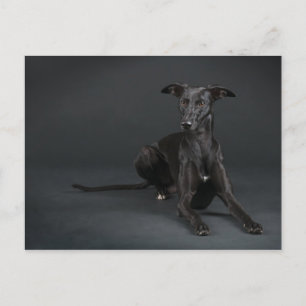 Black whippet postcard