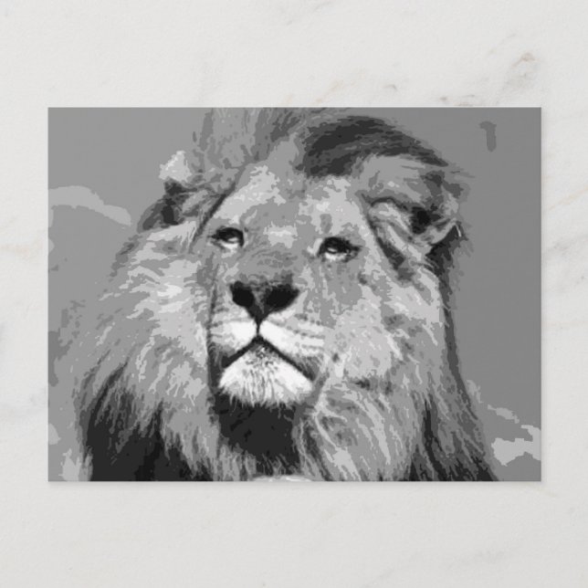 Black & White African Lion Postcard (Front)