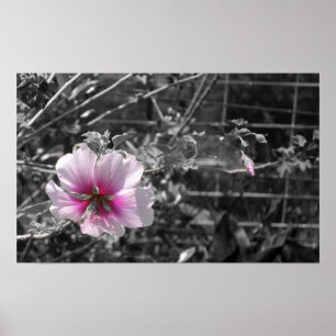 Black, White and Pink Hibiscus Poster