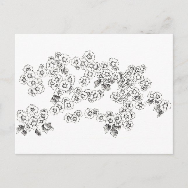 Black White Asters Pen and Ink Flowers Postcard (Front)