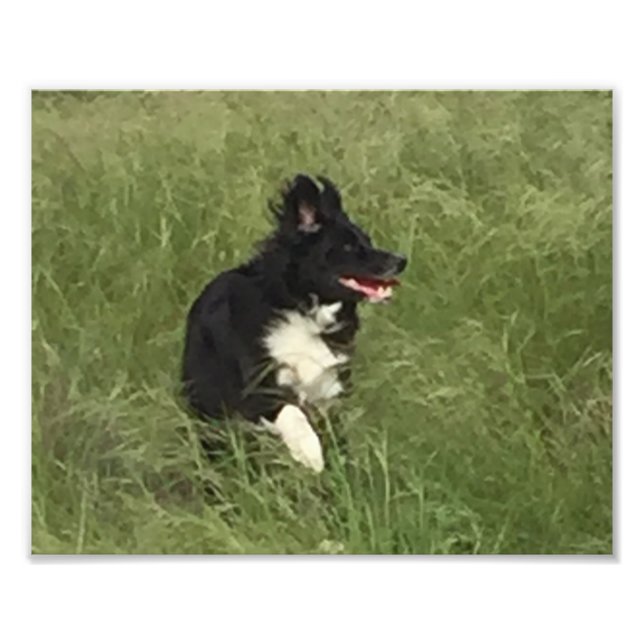 black & white Australian Shepherd at play Photo Print (Front)