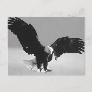 Black & White Bald American Eagle Postcard