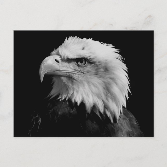 Black & White Bald Eagle Postcard (Front)