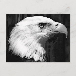 Black & White Bald Eagle Postcard