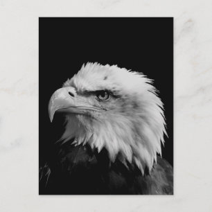 Black & White Bald Eagle Postcard