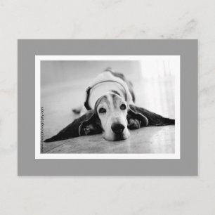Black & White Basset Postcard