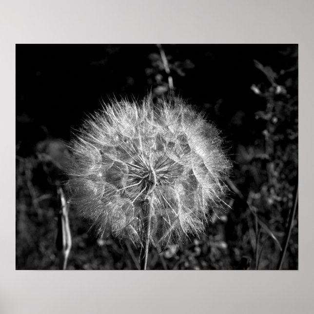 Black & White Big Bright Dandelion 16x20 Poster (Front)