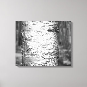 Black & White Birch Tree Trunk Birch Bark 16x20 Canvas Print