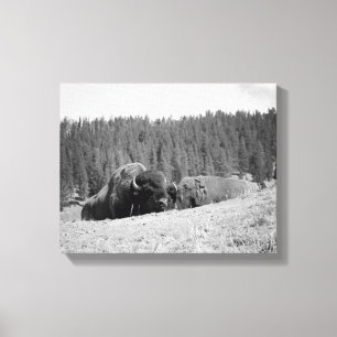 Black & White Bison Bull with His Mate 11x14 Canvas Print