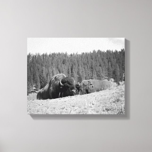 Black & White Bison Bull with His Mate 11x14 Canvas Print (Front)