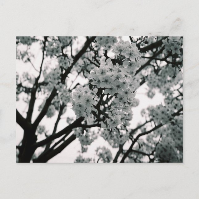 Black & White Blooms Postcard (Front)