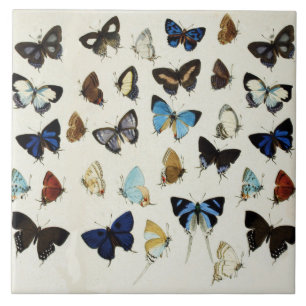 BLACK WHITE BLUE BUTTERFLIES Beauty Nature Lover Tile