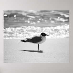Black & White Bonaparte's Gull on the Beach 16x20  Poster