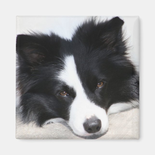 Black & White Border Collie Puppy Dog Magnet (Front)