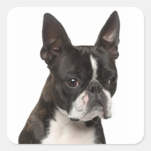 Black & White Boston Terrier Puppy Dog Sticker