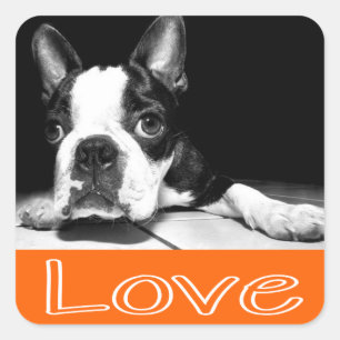 Black & White Boston Terrier Puppy Dog Sticker