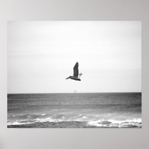 Black & White Brown Pelican Flying Over the Ocean  Poster