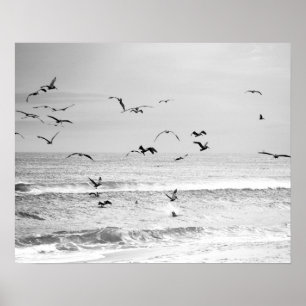 Black & White Brown Pelicans in the Ocean 16x20 Poster