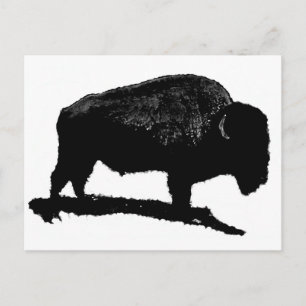Black & White Buffalo Postcard