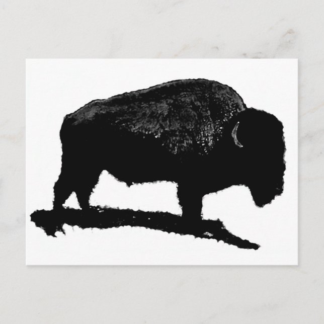 Black & White Buffalo Postcard (Front)