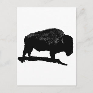 Black & White Buffalo Postcard