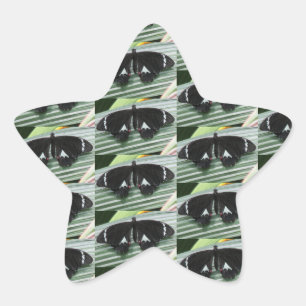 Black & White Butterfly  Star Sticker